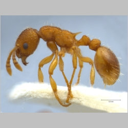 Myrmica constricta Karavaiev, 1934 lateral