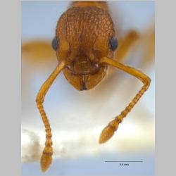 Myrmica specioides Bondroit, 1918 frontal