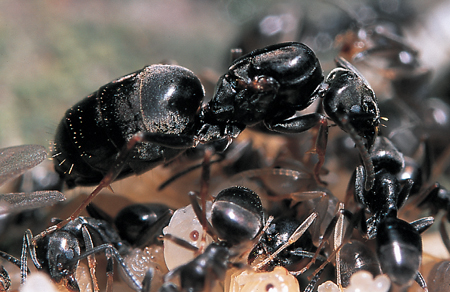 Tapinoma erraticum queen