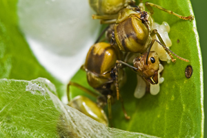 Collective nest formation by two Oecophylla smaragdina queens