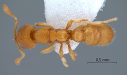 Prionopelta 1 dorsal