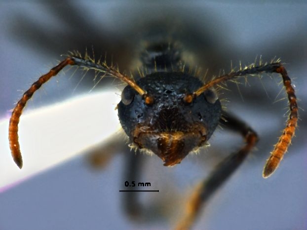 Dolichoderus crawleyi Donisthorpe, 2011 frontal
