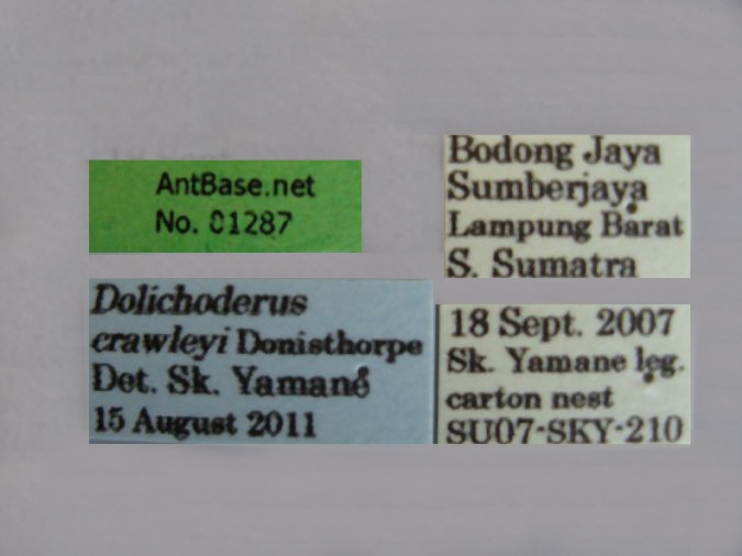 Dolichoderus crawleyi Donisthorpe, 2011 Label