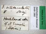 Dolichoderus thoracicus Smith, 1860 Label