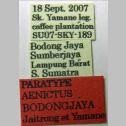 Aenictus bodongjaya Jaitrong & Yamane, 2011 Label