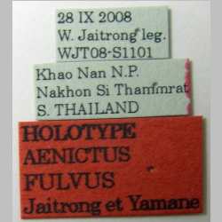 Aenictus fulvus Jaitrong & Yamane, 2011 Label