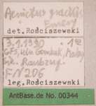 Aenictus gracilis Emery,1893 unbekannt
