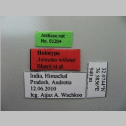 Aenictus wilsoni Label