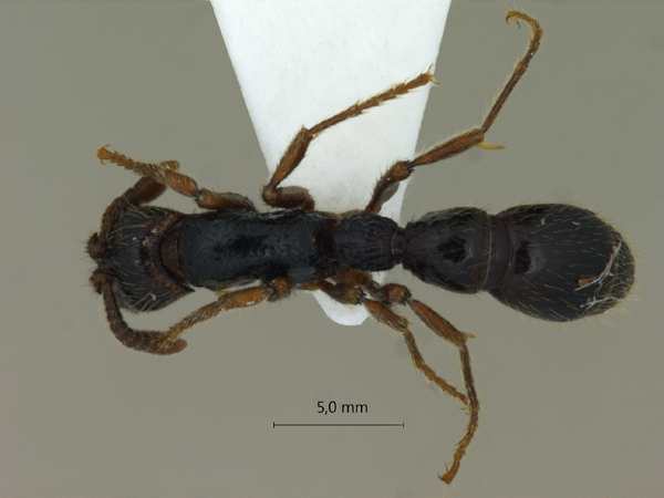 Cerapachys sulcinodis Emery, 1889 dorsal