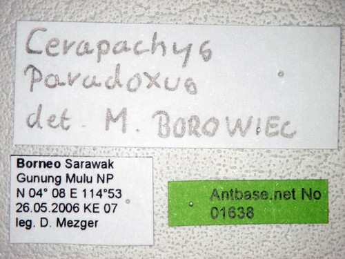 Yunodorylus paradoxus Borowiec, 2009 Label