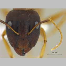Camponotus albosparsus Bingham, 1903 frontal