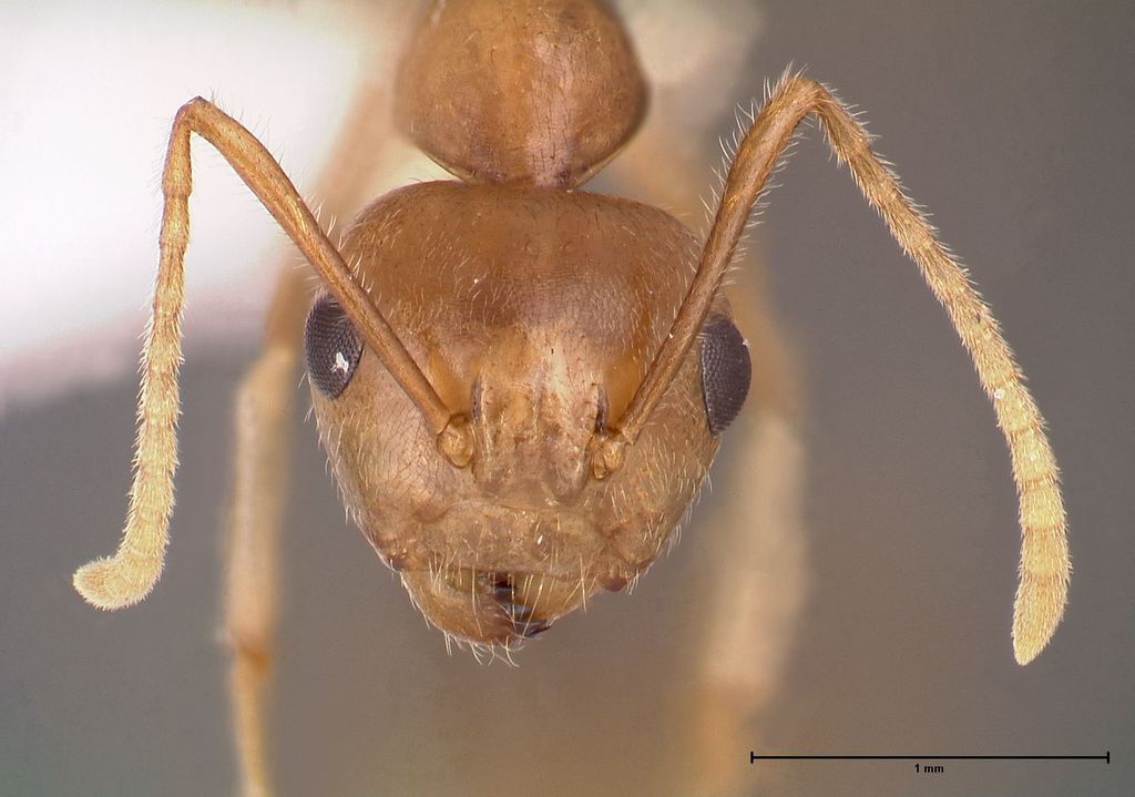Foto Camponotus asli Dumpert, 1989 frontal