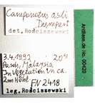 Camponotus asli Dumpert, 1989 Label