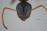 Camponotus kurdistanicus Emery, 1898 frontal
