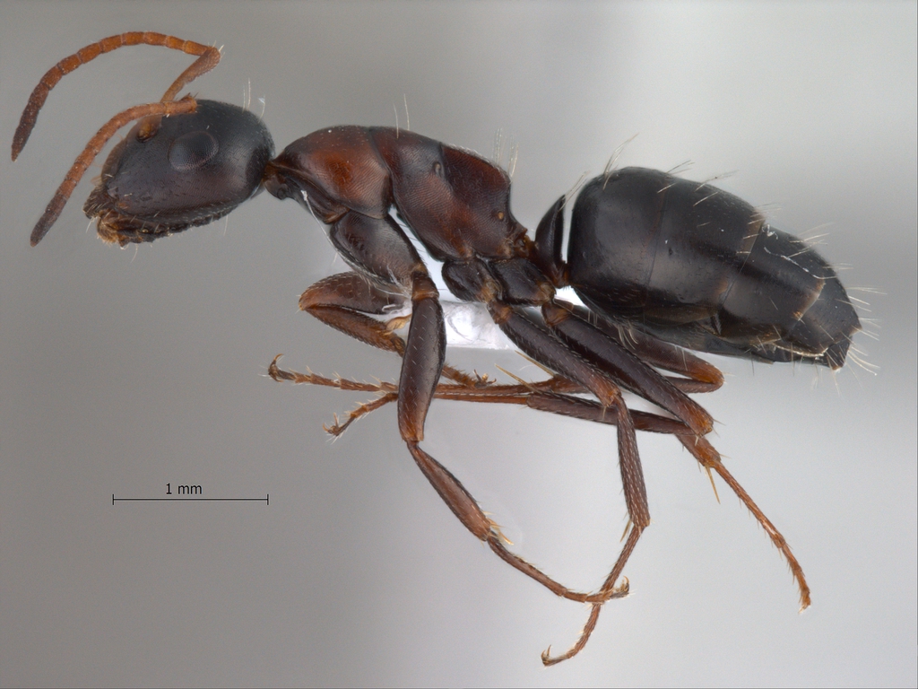 Foto Camponotus kurdistanicus Emery, 1898 lateral