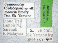 Camponotus moeschi Forel, 1910 Label