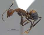Camponotus nicobarensis Mayr, 1865 lateral