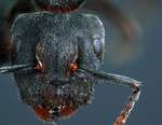 Camponotus stefanschoedli major Zettel & Zimmermann, 2007 frontal