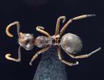 Camponotus stefanschoedli minor Zettel & Zimmermann, 2007 dorsal