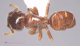 Cladomyrma hewitti Wheeler, 1910 dorsal