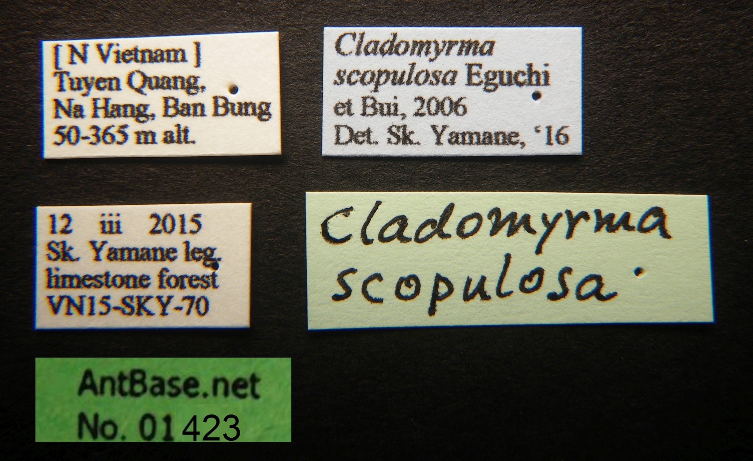 Foto Cladomyrma scopulosa Eguchi, 2005 Label