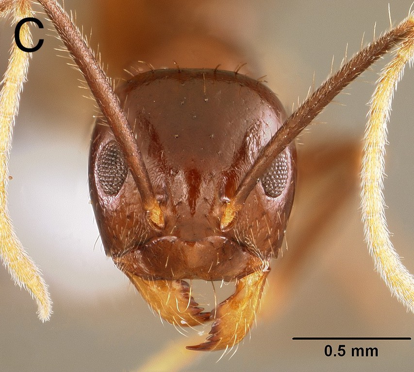 Foto Euprenolepis zeta LaPolla, 2009 frontal