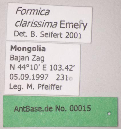 Foto Formica clarissima Emery, 1925 Label