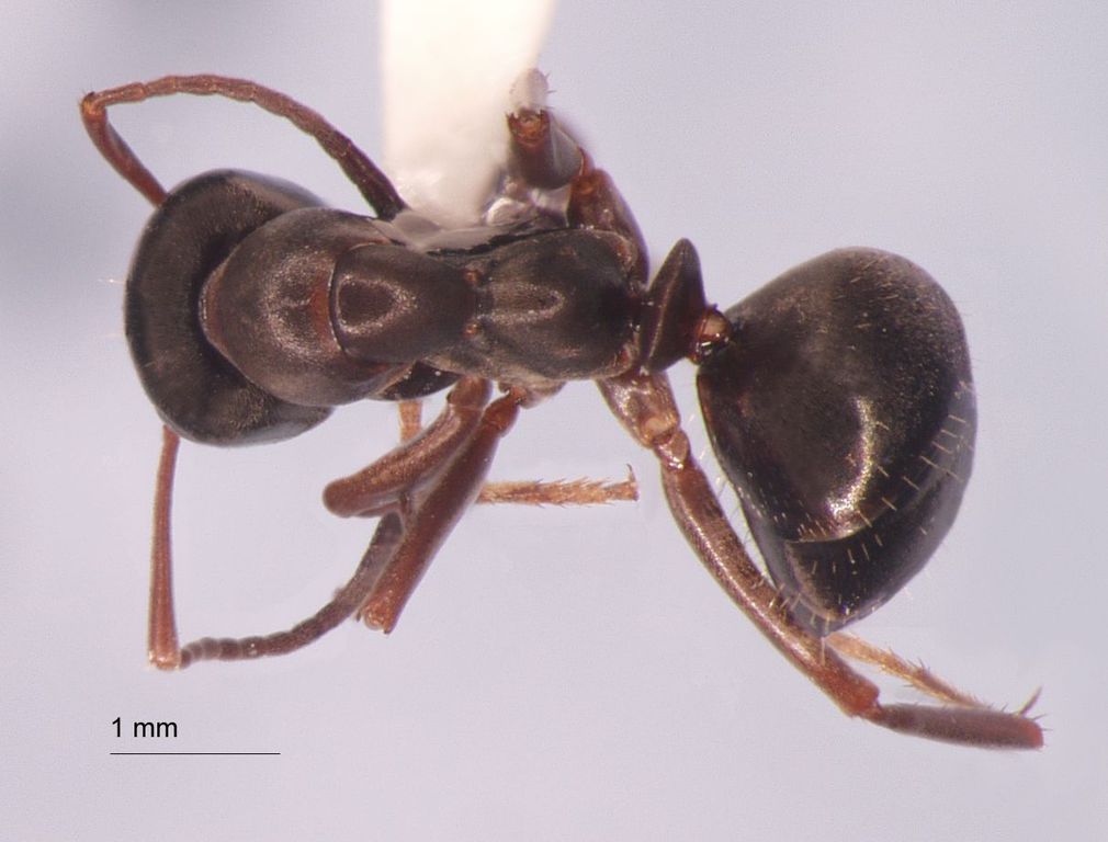 Foto Formica kozlovi Dlussky, 1965 dorsal