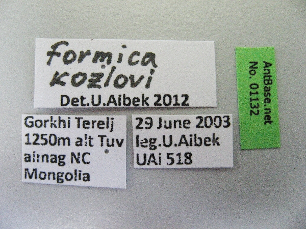 Foto Formica kozlovi Dlussky, 1965 Label