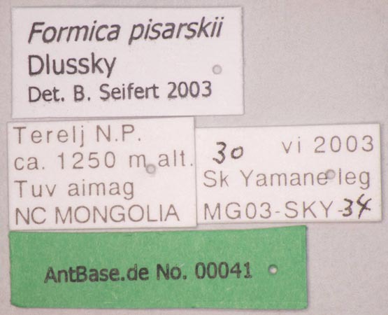 Foto Formica pisarskii Dlussky, 1964 Label