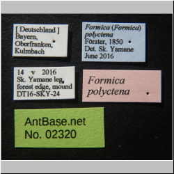 Formica polyctena Frster, 1850 Label