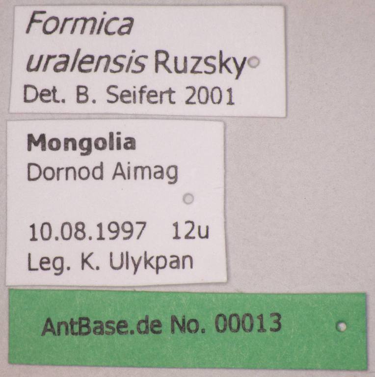 Foto Formica uralensis Ruzsky, 1895 Label