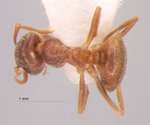 Lasius obscuratus Stitz, 1930 dorsal