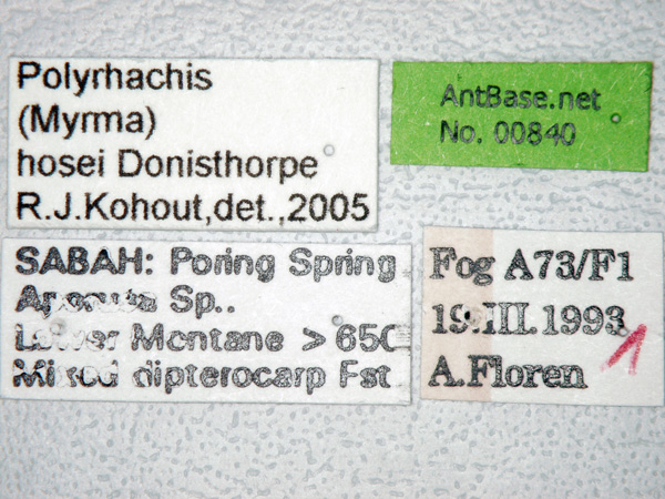 Foto Polyrhachis hosei Donisthorpe, 1942 Label