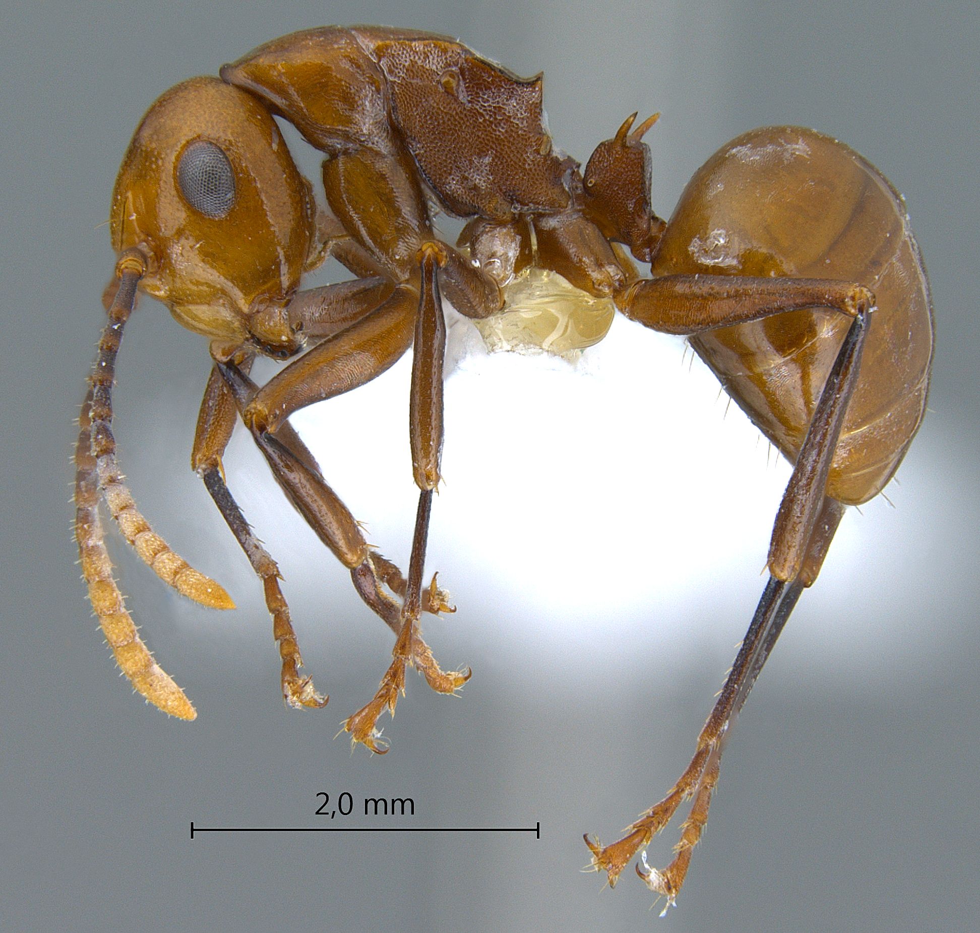 Foto Polyrhachis lilianae Forel, 1911 lateral