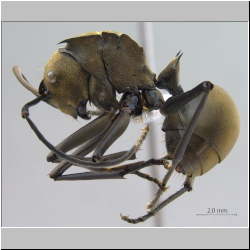 Polyrhachis (Myrma) sp. a lateral