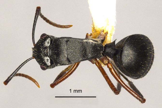 Polyrhachis pseudothrinax Hung, 1867 dorsal