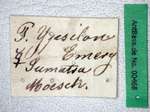 Polyrhachis ypsilon Emery,1887 Label