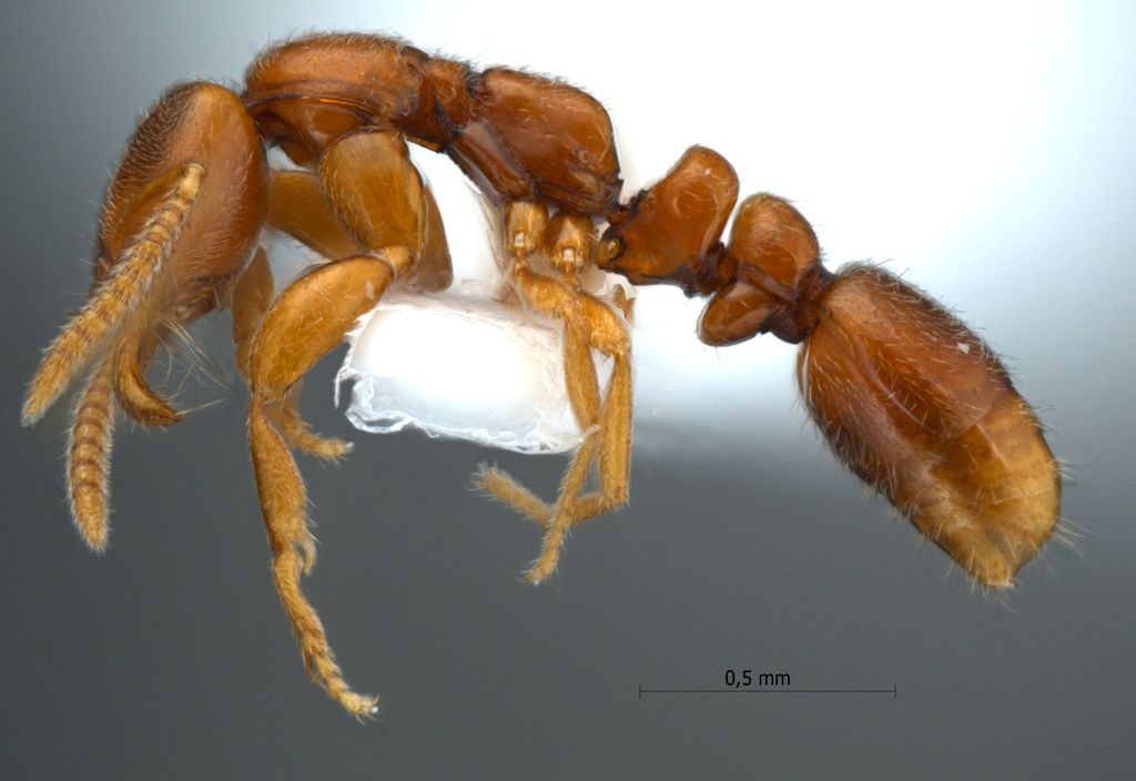 Foto Protanilla rafflesi Taylor, 1990 lateral