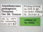 Acanthomyrmex padanensis Terayama, Ito & Gobin, 1998 Label