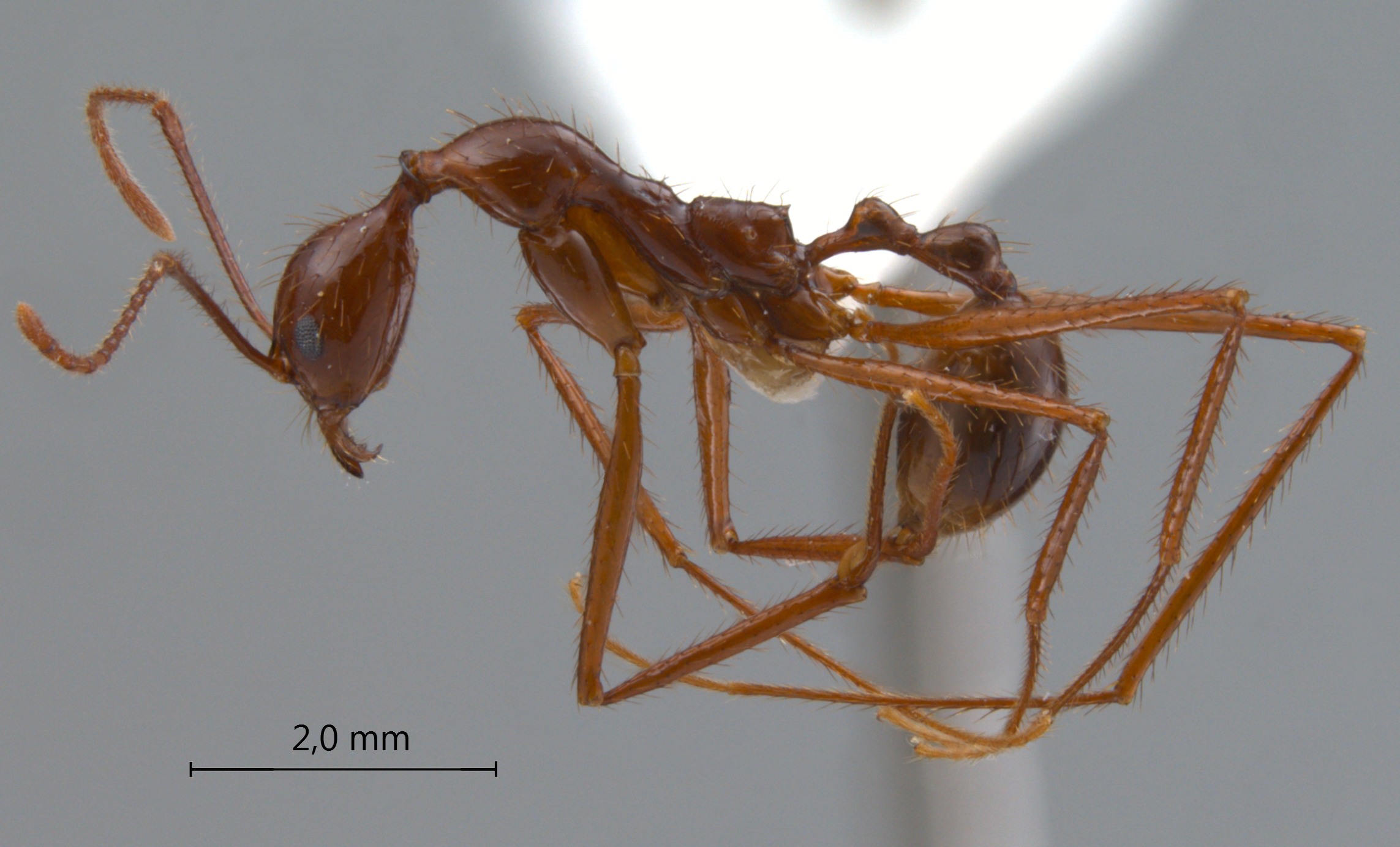 Foto Aphaenogaster feae Emery, 1889 lateral