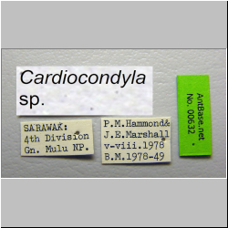 Cardiocondyla sp. c Seifert Label