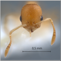 Cardiocondyla sp. a Seifert frontal