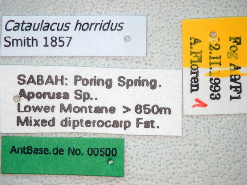 Cataulacus horridus Smith, 1857 Label