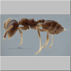 Crematogaster borneensis Andr, 1896 lateral