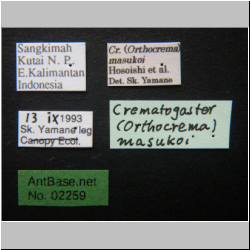 Crematogaster masukoi Hosoishi, Yamane & Ogata , 2010 Label