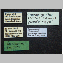 Crematogaster quadriruga Forel, 1911 Label