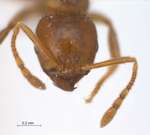 Lophomyrmex longicornis Rigato,1994 frontal