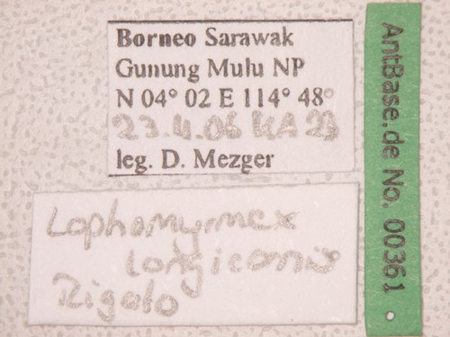 Lophomyrmex longicornis Rigato,1994 Label