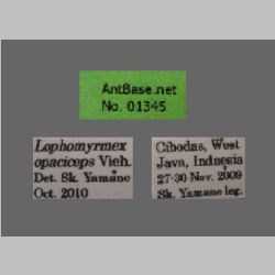 Lophomyrmex opaciceps Viehmeyer, 1922 Label